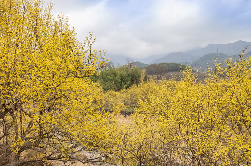 구례 산수유마을.JPG