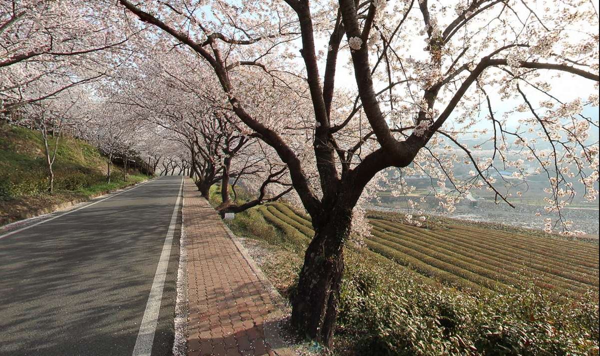 쌍계사십리길.JPG